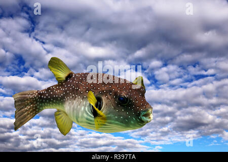 Flying Puffer ii. Stockfoto