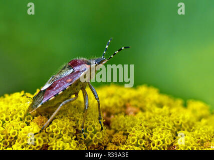 Beerenwanze dolycoris baccarum Stockfoto