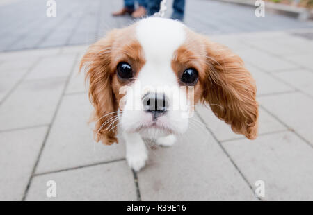 Hannover, Deutschland. 22 Nov, 2018. Jamie, 15 Wochen alt, ein Hund der Rasse Cavalier King Charles Spaniel schaut interessiert in die Kamera des Fotografen. Credit: Julian Stratenschulte/dpa/Alamy leben Nachrichten Stockfoto