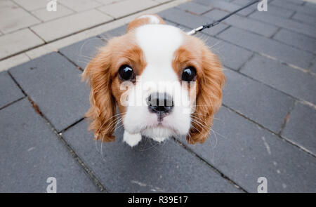 Hannover, Deutschland. 22 Nov, 2018. Jamie, 15 Wochen alt, ein Hund der Rasse Cavalier King Charles Spaniel schaut interessiert in die Kamera des Fotografen. Credit: Julian Stratenschulte/dpa/Alamy leben Nachrichten Stockfoto