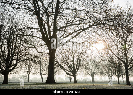 Windsor, Großbritannien. 22. November 2018. Ein starker Frost neben dem langen Spaziergang im Windsor Great Park. Nachdem die kälteste Nacht seit Februar gibt es verbreitet Frost und eisnebel in der Berkshire heute morgen, aber die Temperaturen werden erwartet, um für ein paar Tage vom Morgen mehr normalen Temperaturen für November zu steigen. Credit: Mark Kerrison/Alamy leben Nachrichten Stockfoto