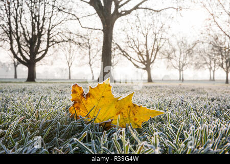 Windsor, Großbritannien. 22. November 2018. Ein starker Frost neben dem langen Spaziergang im Windsor Great Park. Nachdem die kälteste Nacht seit Februar gibt es verbreitet Frost und eisnebel in der Berkshire heute morgen, aber die Temperaturen werden erwartet, um für ein paar Tage vom Morgen mehr normalen Temperaturen für November zu steigen. Credit: Mark Kerrison/Alamy leben Nachrichten Stockfoto