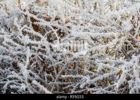 Windsor, Großbritannien. 22. November 2018. Ein starker Frost neben dem langen Spaziergang im Windsor Great Park. Nachdem die kälteste Nacht seit Februar gibt es verbreitet Frost und eisnebel in der Berkshire heute morgen, aber die Temperaturen werden erwartet, um für ein paar Tage vom Morgen mehr normalen Temperaturen für November zu steigen. Credit: Mark Kerrison/Alamy leben Nachrichten Stockfoto