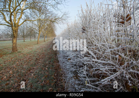 Windsor, Großbritannien. 22. November 2018. Ein starker Frost neben dem langen Spaziergang im Windsor Great Park. Nachdem die kälteste Nacht seit Februar gibt es verbreitet Frost und eisnebel in der Berkshire heute morgen, aber die Temperaturen werden erwartet, um für ein paar Tage vom Morgen mehr normalen Temperaturen für November zu steigen. Credit: Mark Kerrison/Alamy leben Nachrichten Stockfoto