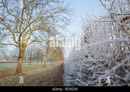 Windsor, Großbritannien. 22. November 2018. Ein starker Frost neben dem langen Spaziergang im Windsor Great Park. Nachdem die kälteste Nacht seit Februar gibt es verbreitet Frost und eisnebel in der Berkshire heute morgen, aber die Temperaturen werden erwartet, um für ein paar Tage vom Morgen mehr normalen Temperaturen für November zu steigen. Credit: Mark Kerrison/Alamy leben Nachrichten Stockfoto