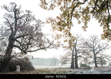 Windsor, Großbritannien. 22. November 2018. Ein starker Frost neben dem langen Spaziergang im Windsor Great Park. Nachdem die kälteste Nacht seit Februar gibt es verbreitet Frost und eisnebel in der Berkshire heute morgen, aber die Temperaturen werden erwartet, um für ein paar Tage vom Morgen mehr normalen Temperaturen für November zu steigen. Credit: Mark Kerrison/Alamy leben Nachrichten Stockfoto