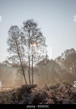 Kidderminster, Großbritannien. 22. November 2018. UK Wetter: Nach einer verbreitet Frost und sehr kalt, am Morgen die Sonne eine willkommene Auftritt während einer frühen Spaziergang in diesem Worcestershire land Waldgebiet macht. Quelle: Lee Hudson/Alamy leben Nachrichten Stockfoto