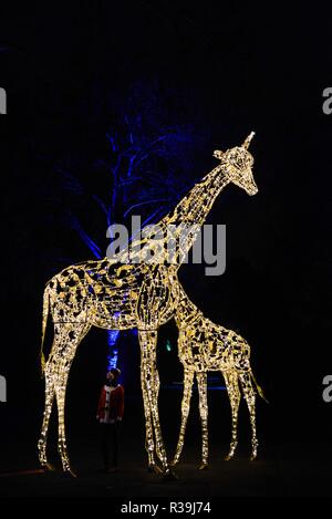 London, Großbritannien. 22. November 2018: Drücken Sie die Taste Vorschau der ersten Weihnachtsbeleuchtung an der London Zoo. Credit: Claire Doherty/Alamy leben Nachrichten Stockfoto