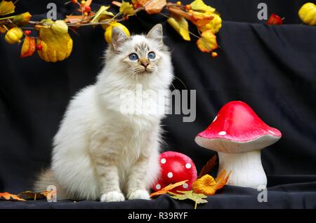 Birman Stockfoto