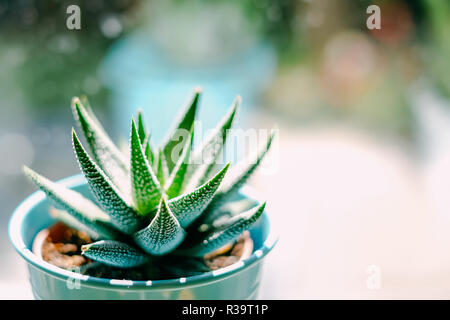 Schön grün mit weißen Flecken sukkulente Haworthia Fasciata auf dem Metall Blumentopf in der Nähe der Fenster in hellen, sonnigen Tag. Home Pflanzen und Ökologie Dekoration. Selektiver Fokus, verschwommenen Hintergrund Stockfoto