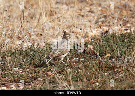erklommene Lerche Stockfoto