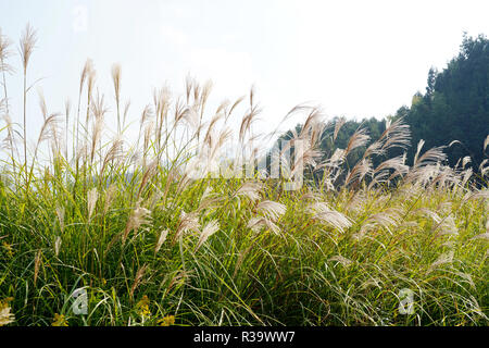 Pampas Gras (Cortaderia selloana) gegen den blauen Himmel Stockfoto