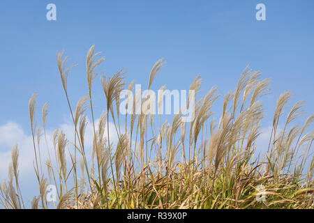 Pampas Gras (Cortaderia selloana) gegen den blauen Himmel Stockfoto