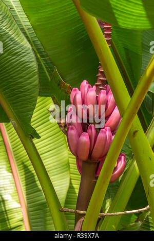 Musa velutina, allgemein bekannt als rosa Banane oder behaart Banane, mit reifem Obst Stockfoto