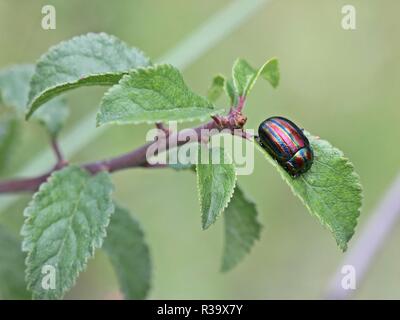 Rainbow leaf Beetle (chrysolina Cerealis) auf blackthorn Stockfoto