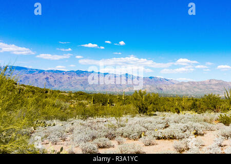 Tal von Saguaro Kakteen und anderen Pflanzen Stockfoto