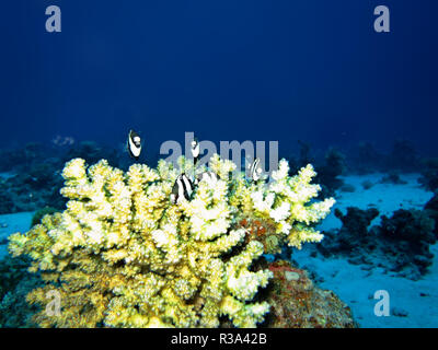 Whitetail dascyllus auf eine Koralle lieferbar Stockfoto