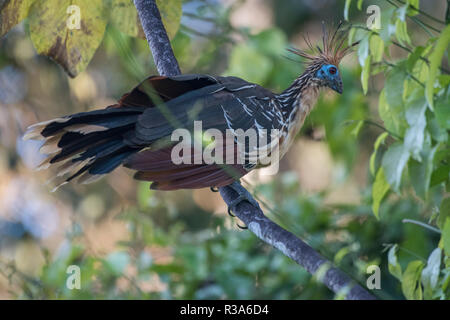 Hoatzin (Opisthocomus hoazin) ist eine Pflanzenart aus der Gattung der oft um oxbow Seen und andere Gewässer im Amazonas. Dieses ist von Los Amigos. Stockfoto