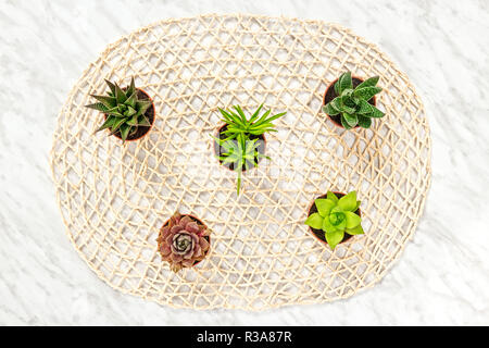 Mini Sukkulenten auf dekorativen Hintergrund. Home Decor. Stockfoto