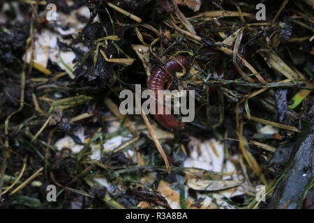 Macroshot der Regenwürmer im Boden Eisenia fetida. Stockfoto