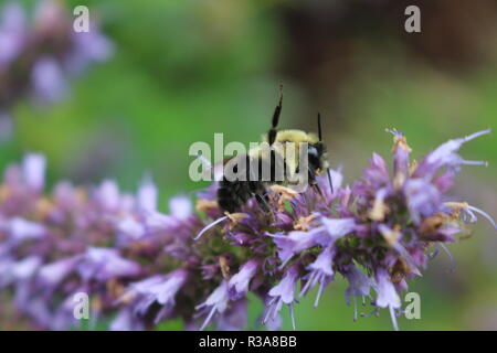 Koreanische Minze Agastache rugosa Blume Blüte. Stockfoto