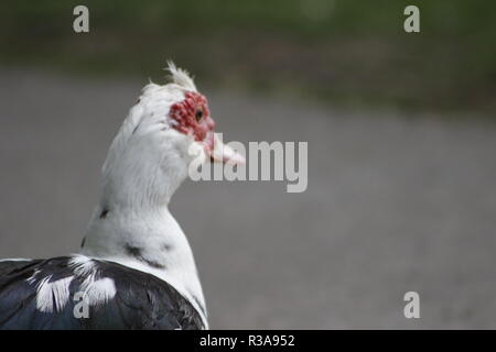 Muscovy Duck ist ein wirklich interessanter Vogel native auf der südlichen Hemisphäre gemeinhin als eine Ente ist, aber es ist eine andere Art als die Stockente Verwandten... Stockfoto