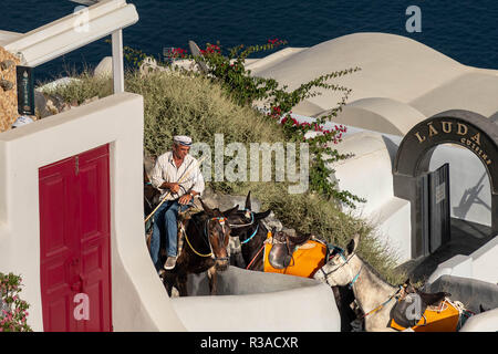 Mule Train und Trainer nach oben, um die 600 Schritte vom Alten Hafen von oben auf das Dorf Oia. Die touristische und Lieferungen ist eine tägliche Routine. Stockfoto