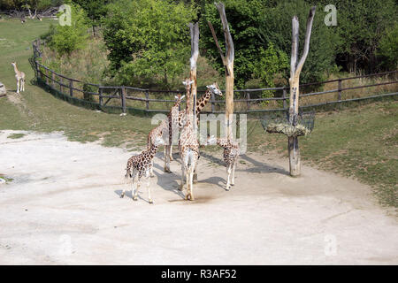 Giraffen im Zoo von Prag, Tschechische Republik Stockfoto