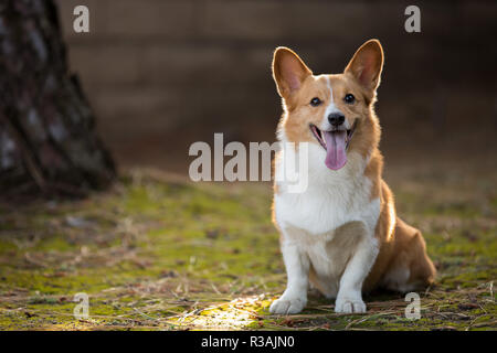 Outdoor Corgi Porträt in den Sonnenuntergang Stockfoto