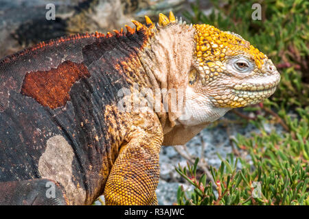 Land Iguana auf Isla Plaza sur, Galapagos, Ecuador Stockfoto