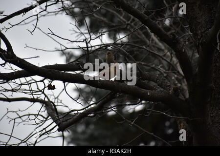 Ein Kardinal ruht auf einem Ast. Dies wurde an einem kalten November Tag hier in Michigan. Dieses Weibchen flog so schnell, wie es geflogen. Stockfoto