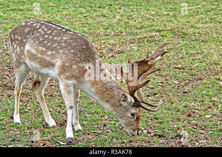 Damwild Weiden an Stockfoto