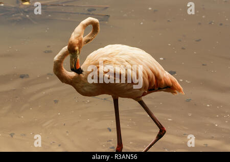 Die amerikanische Unterart der karibischen Flamingo (phoenicopterus ruber ruber) Stockfoto