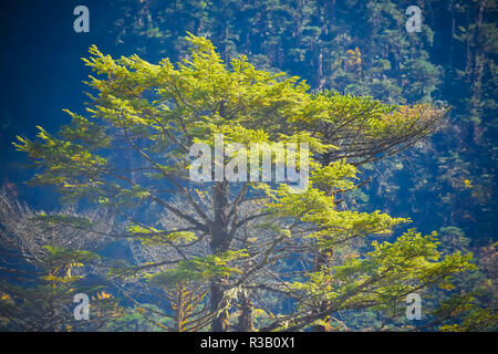 Selektiver Fokus: Schöne Rhododendron Baum und gelbe Blätter auf blauen Wald und Hügel im Hintergrund. Yumthang Tal oder Sikkim Tal der Blumen sanctua Stockfoto