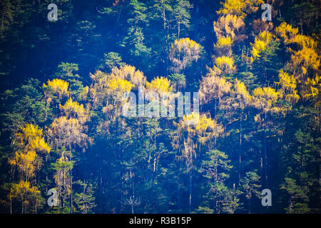 Selektiver Fokus: Schöne Rhododendron Baum und gelbe Blätter auf blauen Wald Hintergrund. Yumthang Tal oder Sikkim Tal der Blumen Heiligtum, Indien Stockfoto