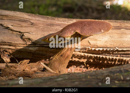 Pilz, Selkirk Mountains, Idaho. Stockfoto