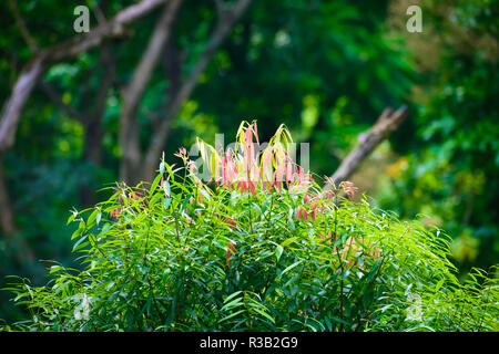 Selektiver Fokus: Schöne rosa und grüne Blätter auf blur Wald grün Hintergrund an einem sonnigen Tag. Foto von Yumthang Tal oder Sikkim Va genommen Stockfoto