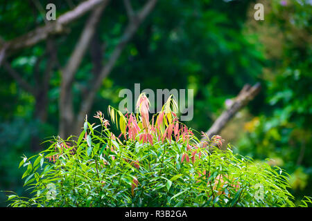 Selektiver Fokus: Schöne rosa und grüne Blätter auf blur Wald grün Hintergrund an einem sonnigen Tag. Foto von Yumthang Tal oder Sikkim Va genommen Stockfoto