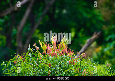 Selektiver Fokus: Schöne rosa, grüne und gelbe Blätter an Unschärfe Wald grün Hintergrund. Von Yumthang Tal oder Sikkim Tal der Blumen genommen Stockfoto