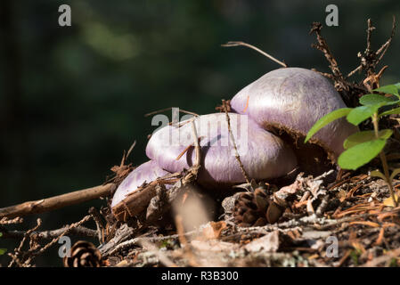 Pilze, Selkirk Mountains, Idaho. Stockfoto