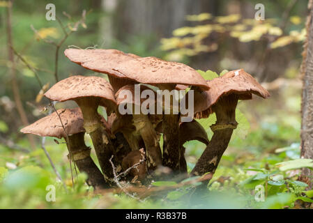 Pilze, Selkirk Mountains, Idaho. Stockfoto