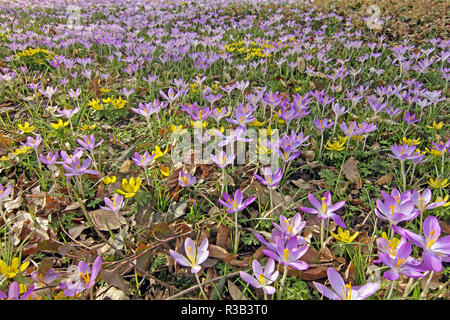 Frühe Blüte im Park - krokusse und winterlings Stockfoto