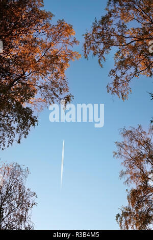 Jet Trail der Ebene gegen den blauen Himmel zwischen den Zweigen von Bäumen mit Herbstlaub. Fliegende Flugzeug und Kondensstreifen auf klaren Himmel Hintergrund oben Herbst tre Stockfoto