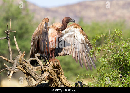 Weiß-backed Vulture (Tylose in Africanus), sitzen auf den Zweig, volle Ernte, nach dem Essen, Erindi finden, Namibia Stockfoto