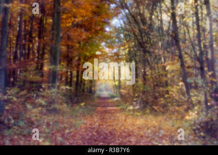 Waldweg im Herbst, Camera obscura, Mainz, Deutschland Stockfoto