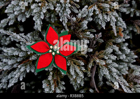 Weihnachtsstern hand made aus Filz und Perlen auf einer Juniper Zweig Stockfoto