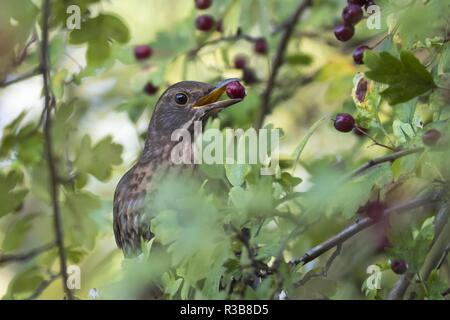 Singdrossel (Turdus philomelos) mit Berry im Schnabel, Common hawthorn (Rosa moschata), Hessen, Deutschland Stockfoto