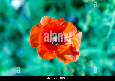 Bright Scarlet Rot common poppy flower (Papaver rhoeas) Schuß von hohen Winkel gegen grüne Gras. Den gemeinsamen Namen gehören auch Corn Poppy, Mais stieg Stockfoto