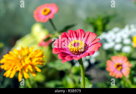 Red Zinnia elegans, bekannt als Jugend- und Alters-, gemeinsame Zinnia zinnia oder elegant, im Garten, im sonnigen Sommer Tag erschossen. Farbenfrohe floral background Stockfoto