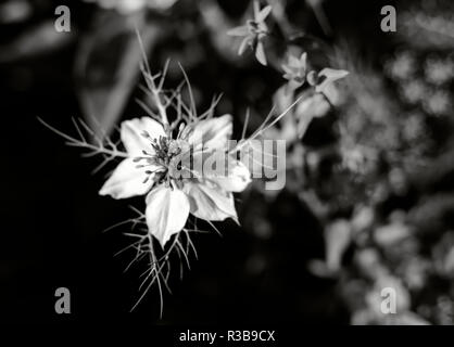 Weiß Nigella Damascena Flower, auch bekannt als "love-in-a-Mist', in Schwarz und Weiß. Die Blüte ist erkennbar durch seine einzigartige Nebel der luftigen Deckblätter Stockfoto